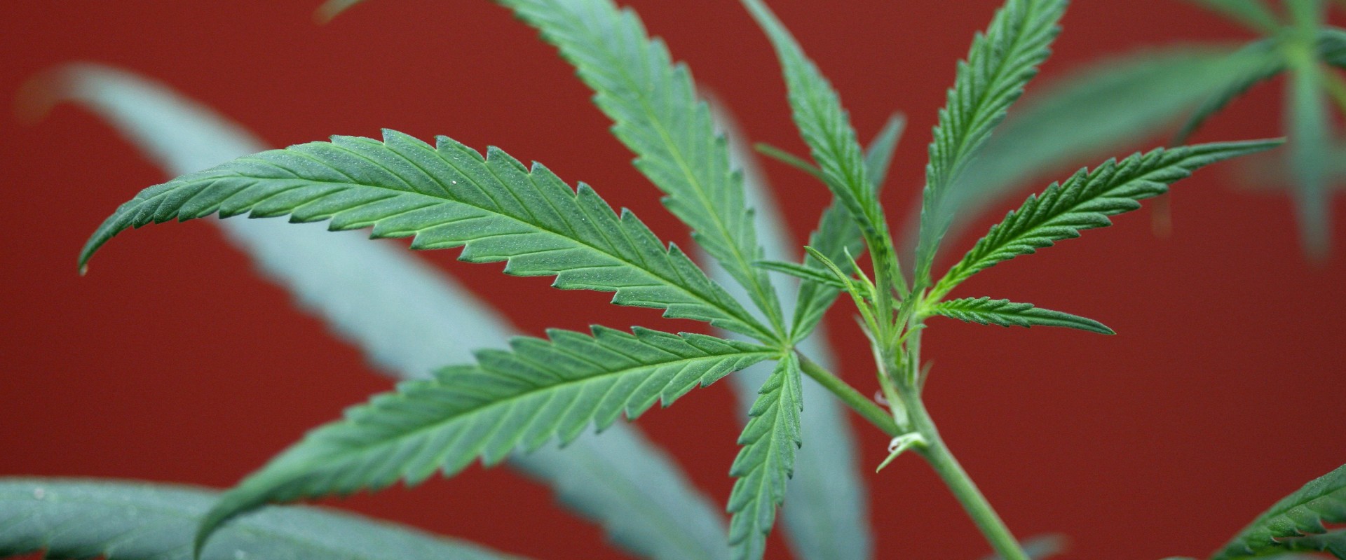 Who can prescribe medical marijuanas?