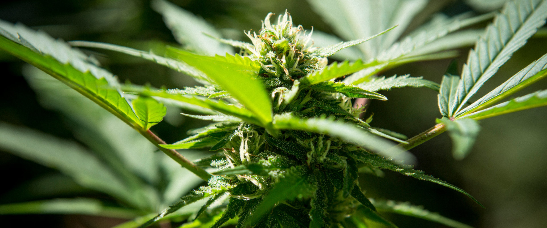 What countries have marijuanas legalized?