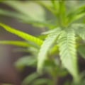 Where to buy medical marijuanas in georgia?