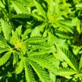 Is medical marijuanas the same as marijuanas?