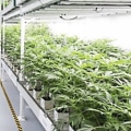 Where is medical marijuanas grown?