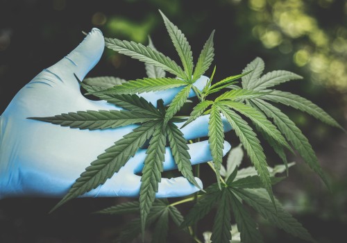Fort Worth Drug Crimes Lawyer: Safeguarding Your Rights In Medical Marijuana Legalities
