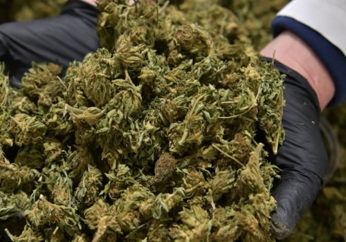 Why should marijuanas be legalized?